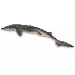Nasco Dogfish Shark (Squalus) - Size: 18"-22"; Injection: Plain Lab Specimen - LS03575