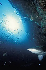 Imagekind Wall Art Print entitled Grey Nurse Shark Turning Away From Reef Wall Sout by Design Pics | 11 x 16