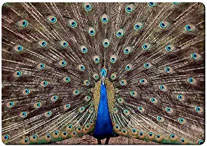 Colorful Peacock fridge magnet 3 1/2" x 2 /18" name card size rectangular magnets.