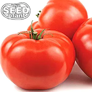 Beefsteak Tomato Seeds - 250 Seeds Non-GMO