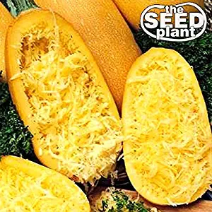 Spaghetti Squash Seeds 20 SEEDS NON-GMO