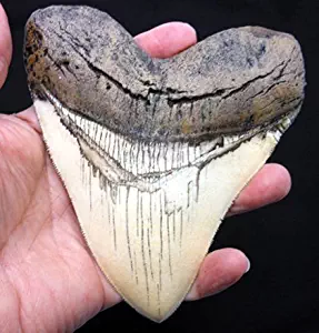 5.5 Inch Megalodon (Carcharodon megalodon) tooth, Ivory Color with Serrations(Replica)