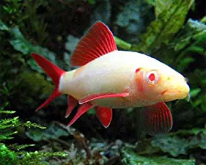 WorldwideTropicals Live Freshwater Aquarium Fish -2.5 to 3.5 -" Albino Rainbow Shark - Albino Rainbow Shark - by Live Tropical Fish - Great For Aquariums - Populate Your Fish Tank!